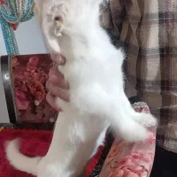 توله سگ|سگ|اردبیل, |دیوار