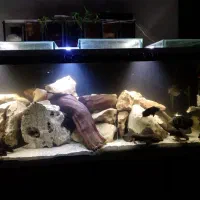 ماهی گوشتخوار