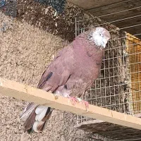 تعداد 18عدد کفتر غریب گیری  تهرانی انگلیسی شمرونی