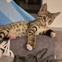 واگذاری گربه رایگان|گربه|پردیس, فاز ۲|دیوار