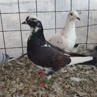 کبوتر مگسی و تک برگ