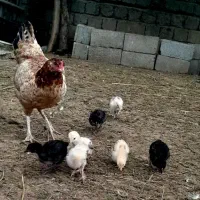 مرغ و جوجه لاری اصیل  بزرگ سنگین