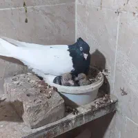 کبوتر رنگی فروشی