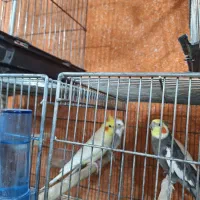 عروس مرغ عشق کوتوله برزیلی