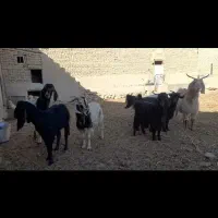 بره بزغاله بز با بزغاله|حیوانات مزرعه|شاهرود, |دیوار