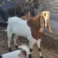 نر بز پاکستانی