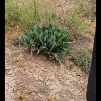 زمین-در-محدوده-خیابان-طلوع-100متر