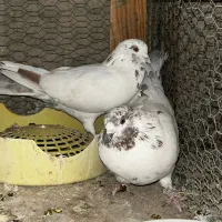 کبوتر پلاکی دوکت|پرنده|نجفآباد, جعفرآباد|دیوار