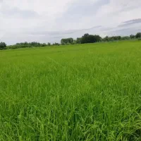 ارائه تمامی خدمات کشاورزی