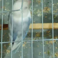 طوطی کوتوله برزیلی سفید