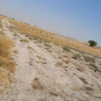 23 راس میش و شیشک ترکی بره دار