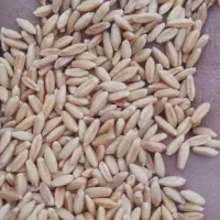 گندم بذری سرداری