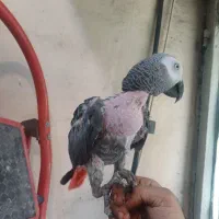 کاسکو۳ ساله حلقه پا فول دستی رام کلام بالا پر صحبت|پرنده|تهران, هفت چنار|دیوار