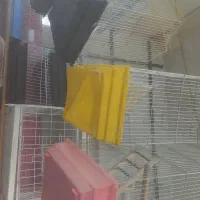 پخش خوراک پرنده|لوازم جانبی حیوانات|رفسنجان, |دیوار