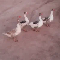 غاز|حیوانات مزرعه|کوهدشت, |دیوار