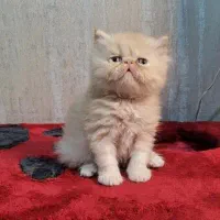 سرپرستی از گربه یا سگ