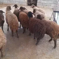 گوسفندمیش بره ماده