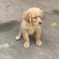 توله گلدن|سگ|رشت, پستک|دیوار