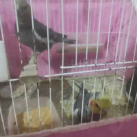 جفت عروس سالم|پرنده|صومعهسرا, |دیوار