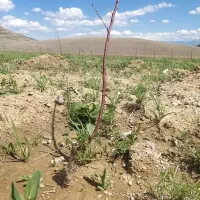 نهال بادام دو ساله تنو پیوندی