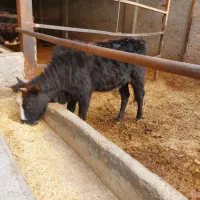 گوساله ماده