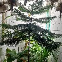گل مطبق