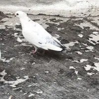 کبوتر|پرنده|شاهینشهر, شهرک گلدیس|دیوار