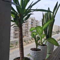 تعدادی گل یکجا فروشی 2 تومن