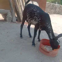 گیسه زات دوقلو