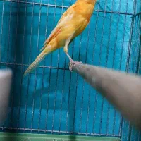 قناری|پرنده|سیرجان, |دیوار
