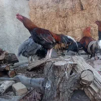 خروس لاری|حیوانات مزرعه|شیروان (خراسان), |دیوار