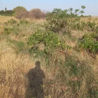 باغ و باغچه|فروش زمین و ملک کلنگی|انزل, |دیوار