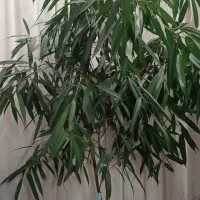 گل بنجامین امستل|گل و گیاه طبیعی|مشهد, رسالت|دیوار