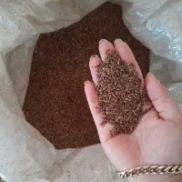 فروش فوری کنجد|خوردنی و آشامیدنی|مینودشت, |دیوار