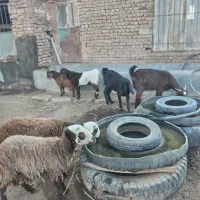 بز پاکستانی|حیوانات مزرعه|سبزوار, قصبه غربی|دیوار