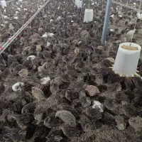 بلدرچین تخم گذار و گوشتی