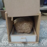 لونه عروس هلندی همراه خاک اره