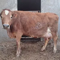 فروش گاو شیری ( جرزی ، هلشتاین ) یزد بلوار استقلال