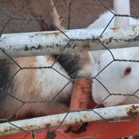 دو عدد خرگوش سالم و سرحال