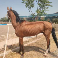 اسب ترکمن خالص پرشی، مناسب کلاس پرش