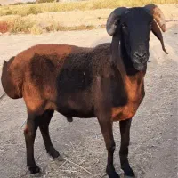 قوچ شال-چینی|حیوانات مزرعه|شیراز, شهرک مهدیه|دیوار