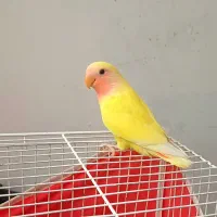 جوجه طوطی برزیلی ۱.۵ماهه اهلی