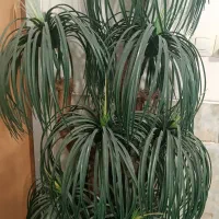 نخل مصنوعی گل مصنوعی