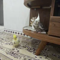 یک جفت عروس هلندی نرو ماده،تازه جفت شدن رام ودستی.|پرنده|کرمانشاه, |دیوار