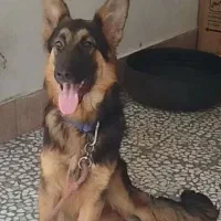 فروش سگ ژرمن