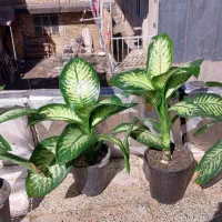 چهار عدد گل دیفن باخیا