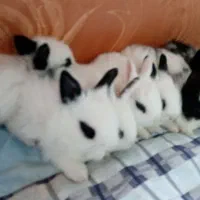 خرگوش کوچولو|موش و خرگوش|وحیدیه, |دیوار