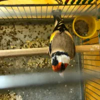 سهره نر سمیرمی داغسر کشیده و قلمی|پرنده|اصفهان, برازنده|دیوار