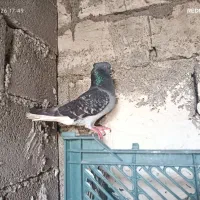 پرنده|پرنده|رامهرمز, |دیوار