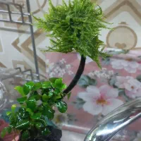 گیاه آکواریومی